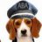beagle pilot